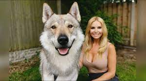 If you are unable to find your bullmastiff puppy in our puppy for sale or dog for sale sections, please consider looking thru thousands of bullmastiff dogs for adoption. The Tamaskan Wolfdog Dangerous Or Fluffy Youtube