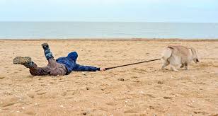 Step 1) walk your dog as normal. When Your Dog Will Not Stop Pulling On The Leash