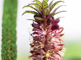 Image result for Eucomis zambesiaca