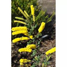 Image result for Vepris drummondii