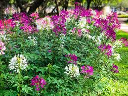 Free shipping on orders over $25 shipped by amazon. Beautiful Cleome Spinosa Or Spider Flower Are Blooming In The Garden Stock Photo Picture And Royalty Free Image Image 119594822