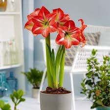 Image result for Hippeastrum