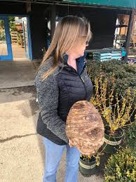 Maybe you would like to learn more about one of these? Mammoth Sized Elephant Ear Sherwood S Forest Nursery Facebook