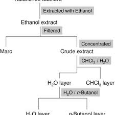 Flow Chart Of Kalanchoe Tubiflora Extract Synthesis Download Scientific Diagram