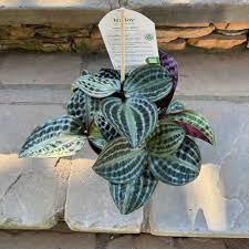 Image result for Fadogia gossweileri