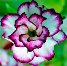 Adenium Obesum Desert Rose Doksawai 110 Seeds Desert Rose Plant Flowers Perennials Flower Seeds