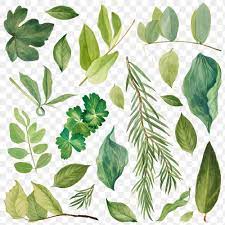 Green Leaves Png Botanical Illustration Set Free Image By Rawpixel Com Katie Botanical Illustration Watercolor Plants Flower Illustration
