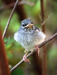 Http Fashion Makeup1 Blogspot Com Baby Mockingbird Pet Birds Nature Birds Beautiful Birds