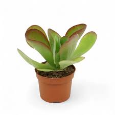 Image result for Kalanchoe thyrsiflora