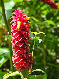 Image result for Costus