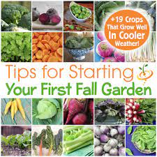Tips For Starting Your First Fall Garden 19 Crops That Can Withstand Seedsnow Com