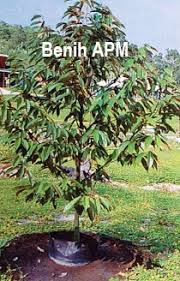 Assalamualaikum & salam sejahtera, anak pokok durian musang king sedia untuk dijual. Anim Agro Technology Durian Musang King 30 Bulan Berbuah