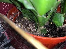 We did not find results for: What S Up With My Christmas Cactus Is The White Stuff Powdery Mildew Should I Repot These The Bottom Of Two Small Stocks Rot And I Removed Those Plantclinic