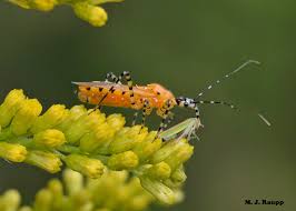 Shiny black and red striped beetle that measures between 0.4 and 0.6 (10 to 15 mm). Bugs In Orange And Black Three Assassins Milkweed Assassin Bug I Zelus Longipes I Orange Assassin Bug I Pselliopus Barberi I And Wheel Bug I Arilus Cristatus I Bug Of The Week