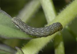 Image result for Hadena irregularis