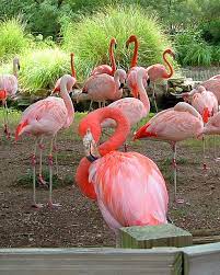 Flamingos Birmingham Zoo Sweet Home Alabama Beautiful Birds