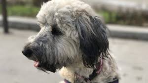 Looking for shichon puppies for sale? 9 Whoodle Facts You Need To Know Before Bringing A Whoodle Home