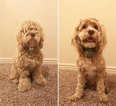 Check spelling or type a new query. Pin On Bailey