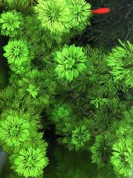 Image result for Limnophila crassifolia