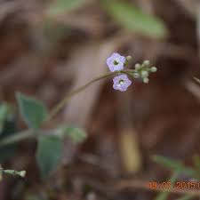 Image result for Commicarpus helenae