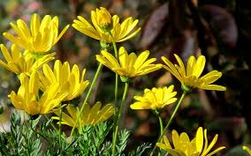 Image result for Euryops chrysanthemoides