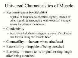 Pin On Chapter 11 Muscular Tissue