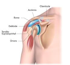 OMBRO - Patologias, Diagnósticos e Tratamentos.