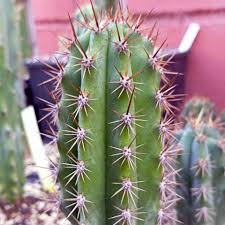 Image result for Trichoscypha lucens