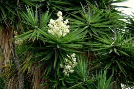 Image result for Yucca gigantea