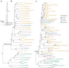 Image result for Erica mannii