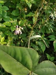 Image result for Amphicarpaea