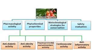 Image result for Salacia leptoclada