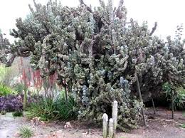 Oof, yeah damn kids getting in the way if a perfectly good cactus garden (aldo congrats on buying a house!) yeah, cacti tend to transplant very well! Moving Cacti Some Tips And Suggestions Dave S Garden