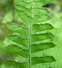 Image result for Adiantum vogelii