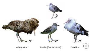 More images for ruff » Chromosomal Inversion Determines Male Morphs In The Ruff The Molecular Ecologist