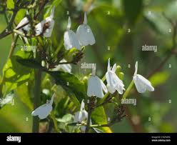 Image result for Rhinacanthus zambesiacus
