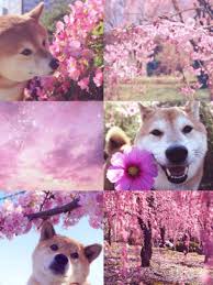 Search more hd transparent doge meme image on kindpng. 60 Doge Dog Ideas Shiba Inu Cute Animals Doge Dog