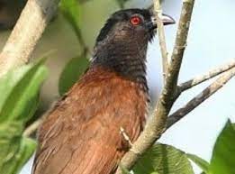 Suara burung cendet betina pikat gacor memangil jantan terbaik. Mengenal Ciri Burung Bubut Makanan Harga Dan Suara