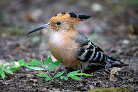 Endemic folkways;countries where high unemployment is endemic. An Endemic Madagascar Hoopoe Bird With A Colorful Plumage Backgrounds Textures Indivstock