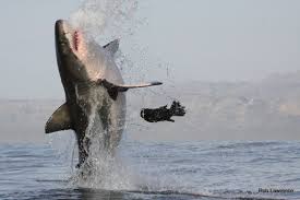 Time intervals between surfacing can vary depending on the species, surfacing style or the purpose of the dive. Different Breaching Techniques Used Great White Sharks