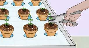 This is another method to give a try for the beginners in hydroponics. How To Start A Homemade Hydroponic Garden 15 Steps