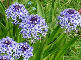 Image result for Scilla