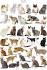 All Cat Breeds - Sorted by Popularity (NEW)