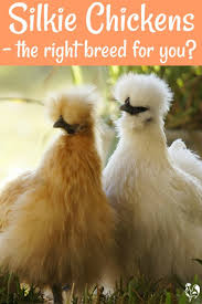 We did not find results for: Silkie Chickens The Gentlest Breed For Children
