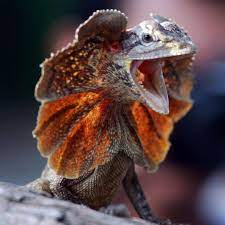 His Frilled Neck Lizard Is Serving Can I Speak To The Manager Vibes To Intimidate Predators This Repti Interesting Animals Incredible Creatures Animal Planet