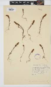 Image result for Jamesbrittenia albobadia