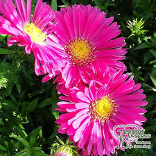 Image result for Asters `Jenny