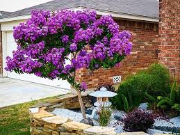 Buy Catawba Crape Myrtle Online Arrive Alive Guarantee Free Shipping On All Orders Over 99 Immediate Delivery Plants Organic Vegetable Garden Crape Myrtle