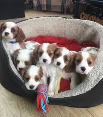 A Pile Of Cuteness Cavalier King Charles Cavalier King Charles