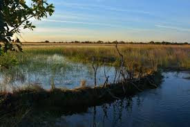 Image result for Strophanthus welwitschii